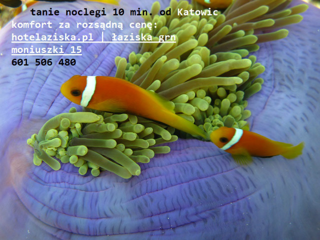 tanie-kwatery-katowice