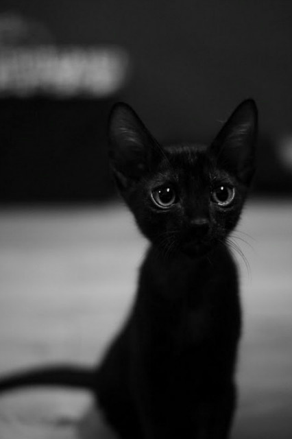 kurwa.