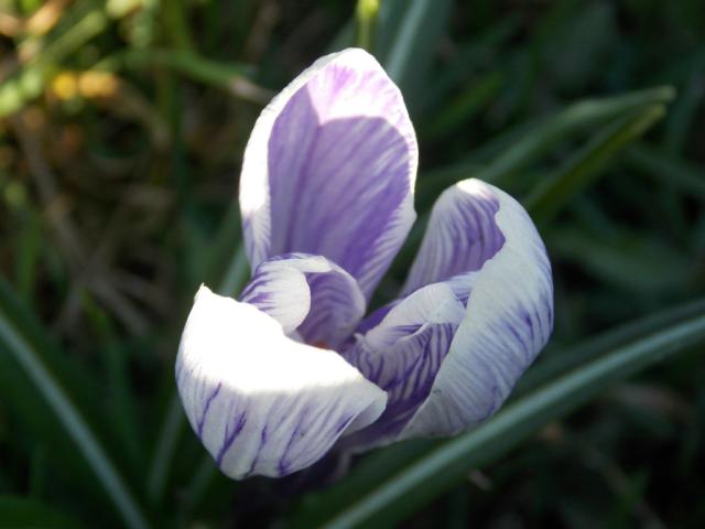 Krokus