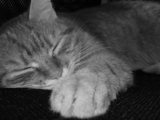 Taki tam, Elvis ;3