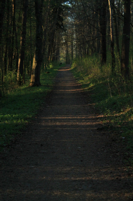 forest.