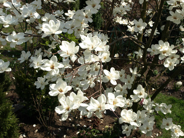 Magnolia
