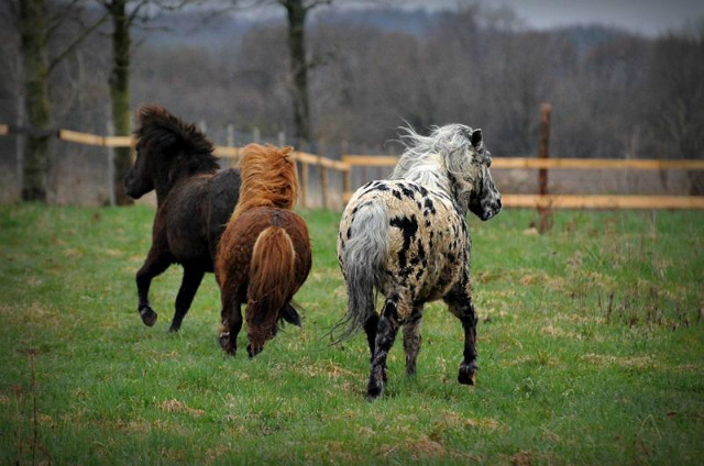 Wpis adoptujkoniecentaurus