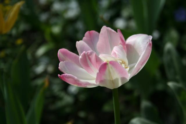 Tulipan 