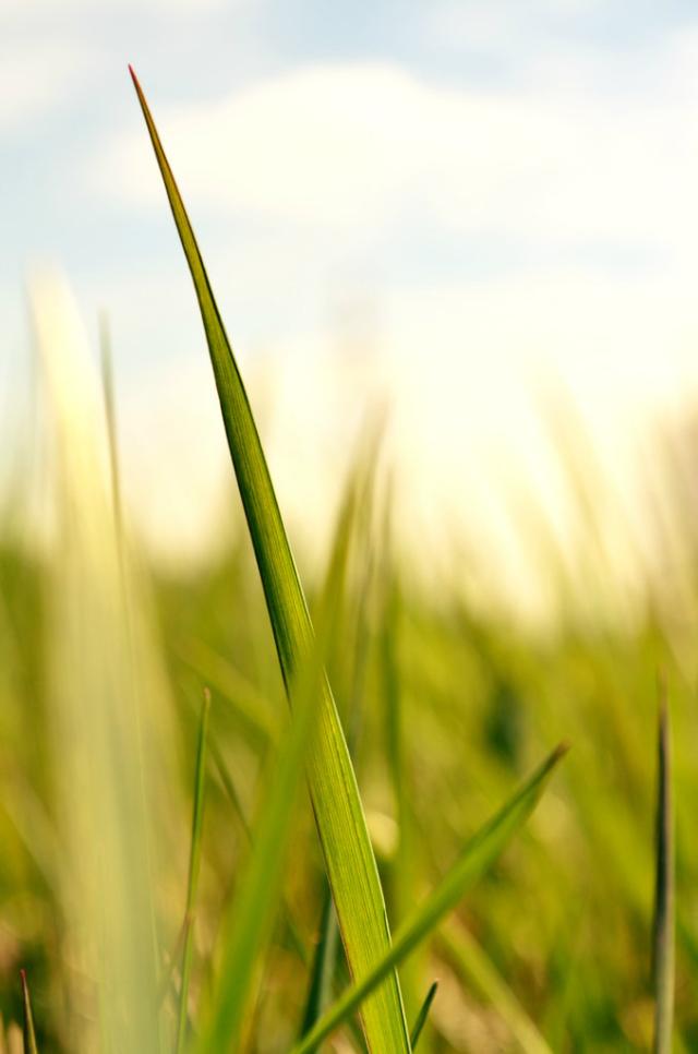 #grass