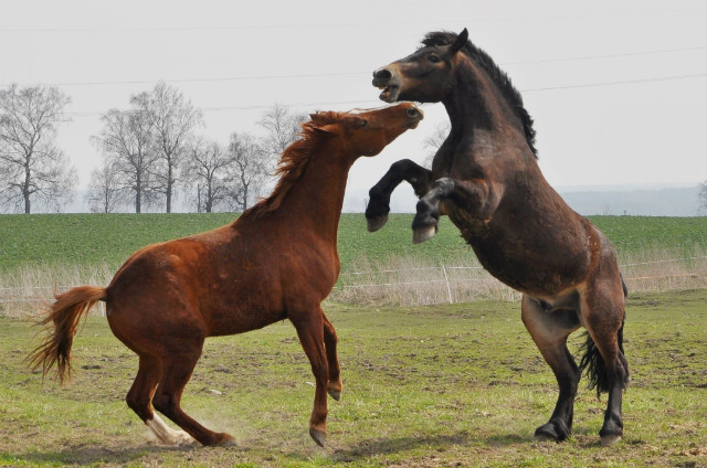 Nikiel i Bolek