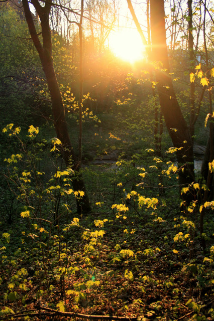 forest part III