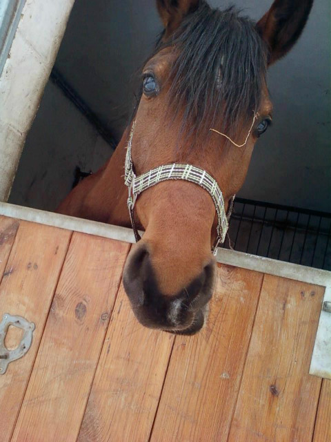NIE MAM ZDJ ;OO 