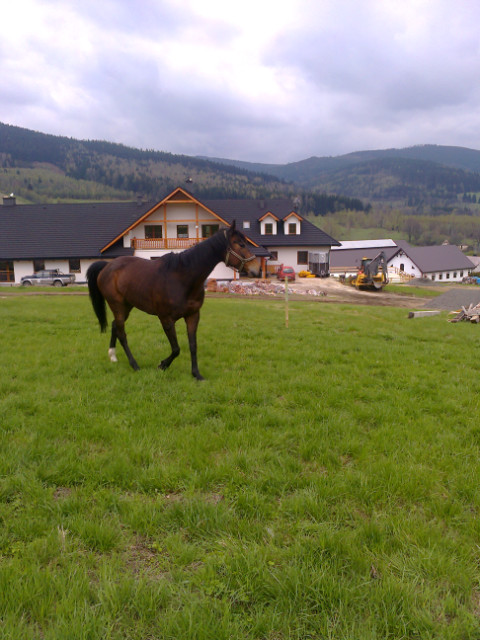 Limonka