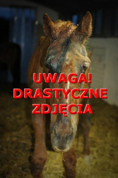 Wpis adoptujkoniecentaurus