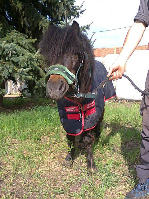 Wpis adoptujkoniecentaurus