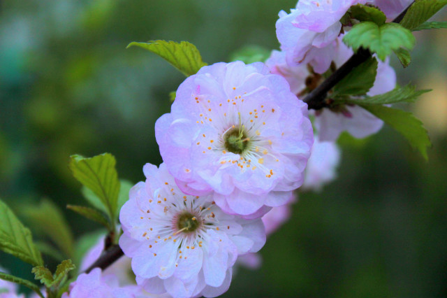 bloom cherry.