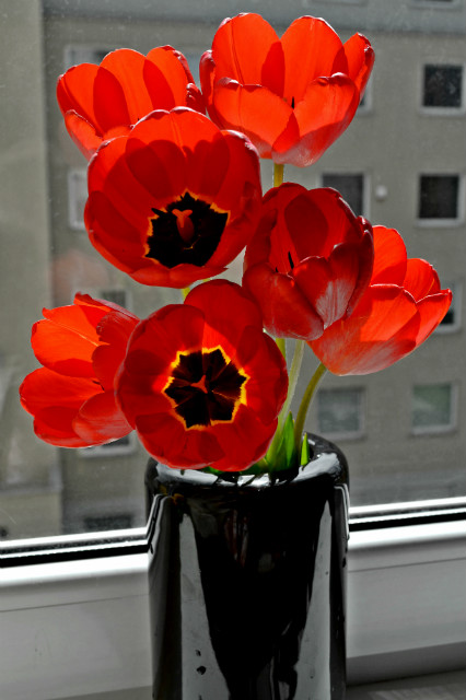 tulipanki