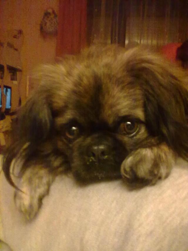 Chrupcio 