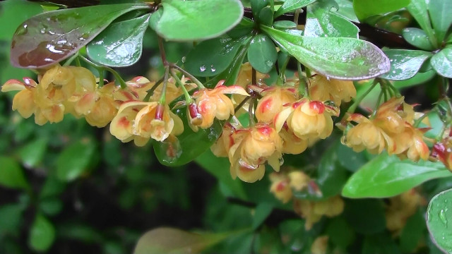 wiosna 1