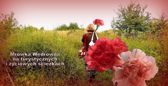 mroweczka podrozniczka