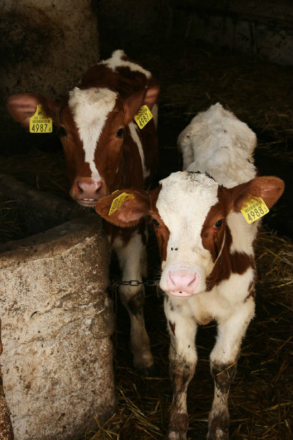 cow.
