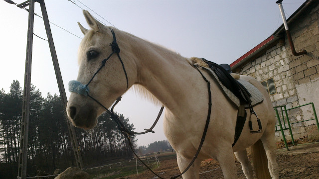 My horse 