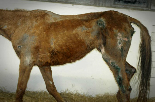 Wpis adoptujkoniecentaurus