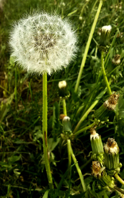 Wpis xfourleafclover