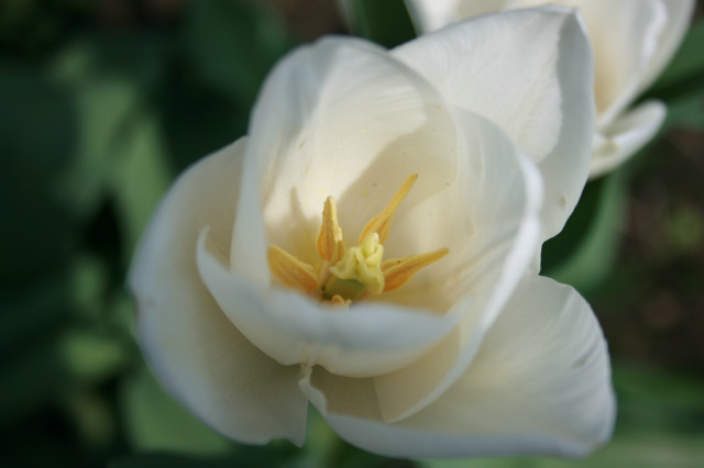 tulipan