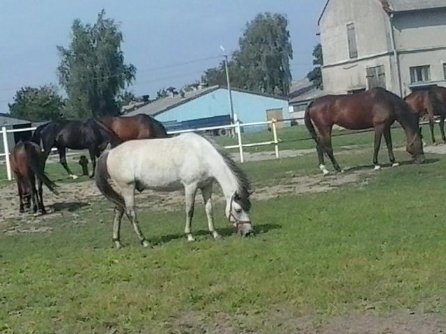 Wpis kozazaxd