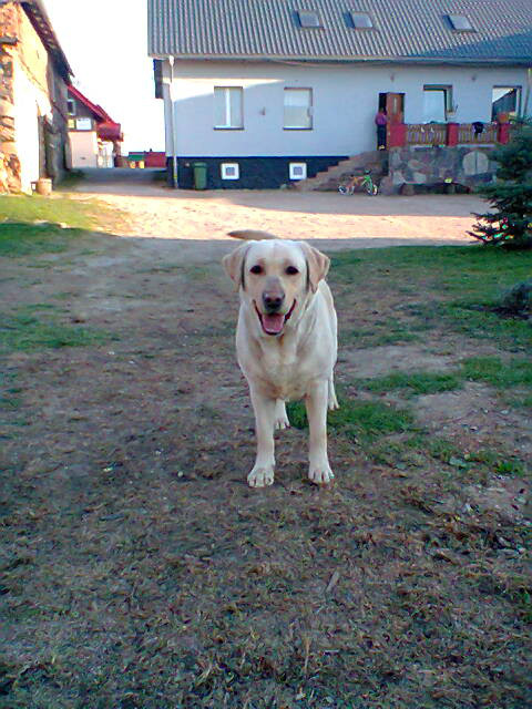 Lady 