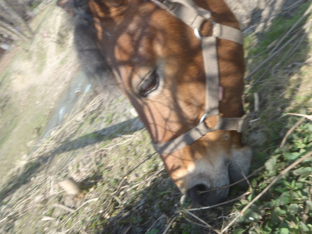 Huzar : ]]