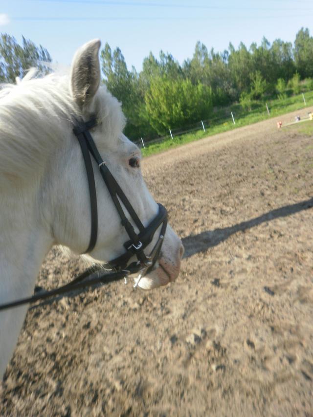 Z konika