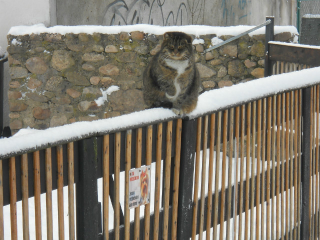 Hej,kocie na pocie!