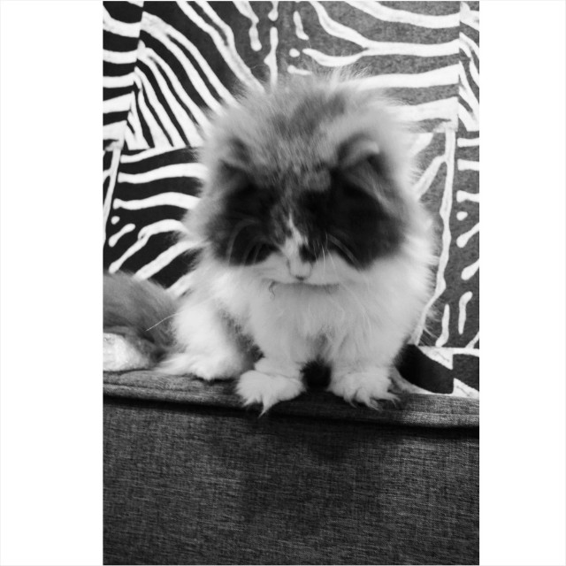 gustavorello