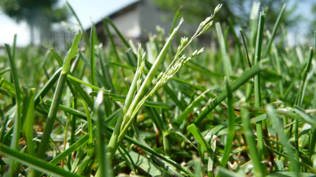 Wpis greenunknown