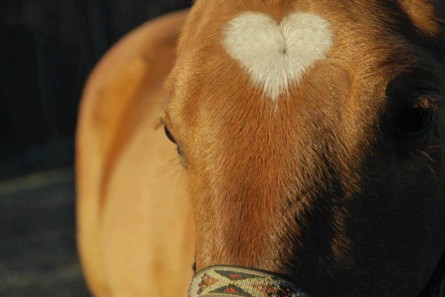 konik