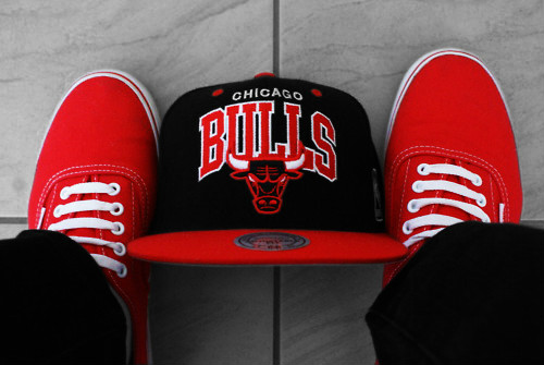 bulls. 