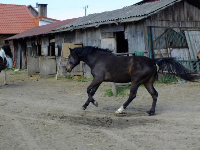 Wpis kopytox3