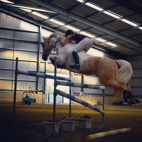 Wpis horseslives