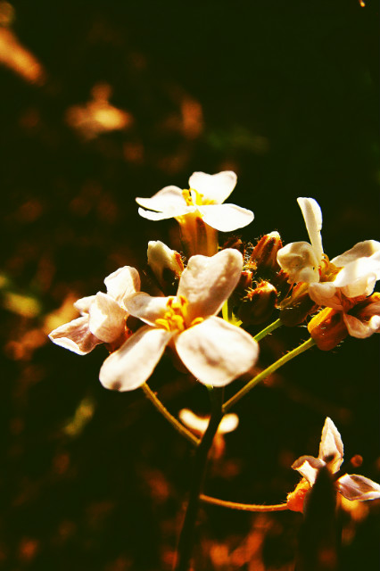 Wpis ventusspes