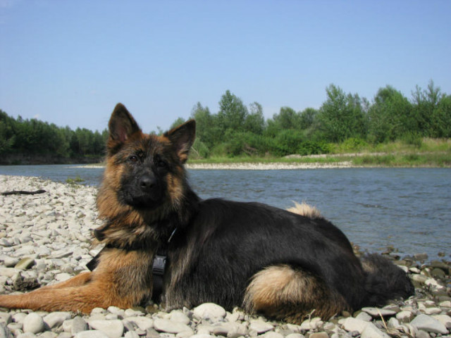 Psinka