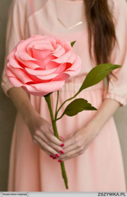 Pink rose. 