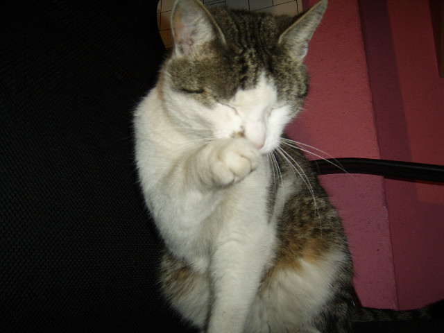 Moja kicia 