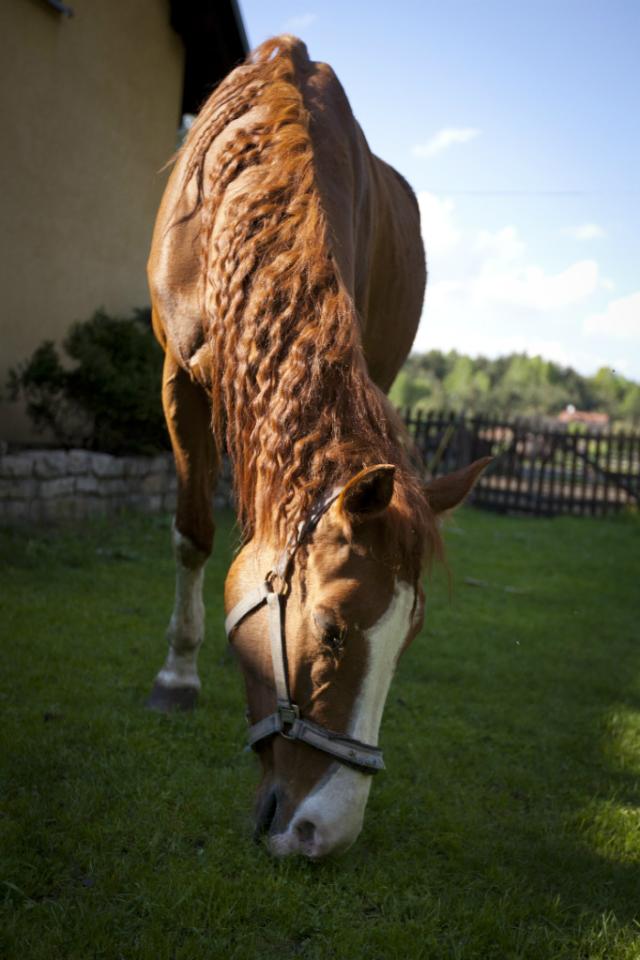 Ksiniczka