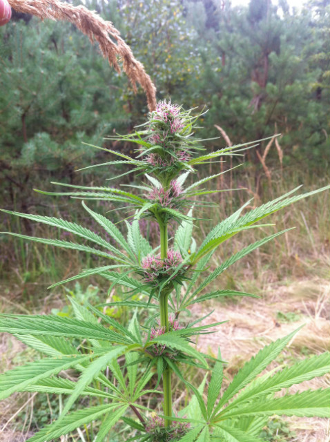 Sweet Purple.