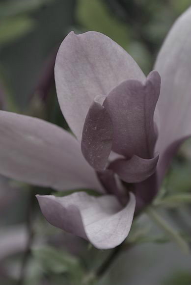 magnolia.