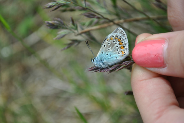 Motyl :>