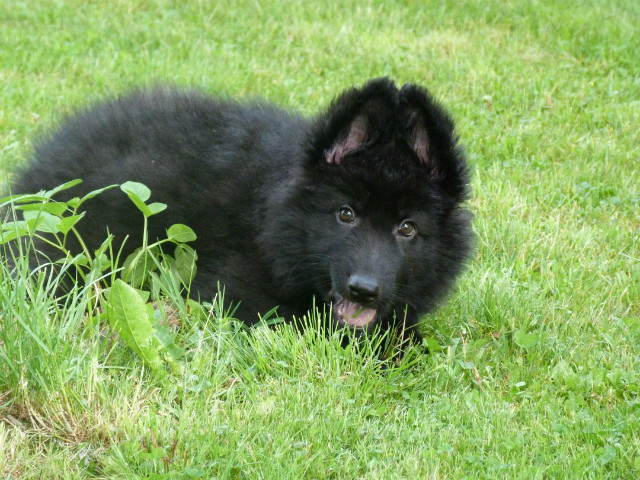 Demon:)