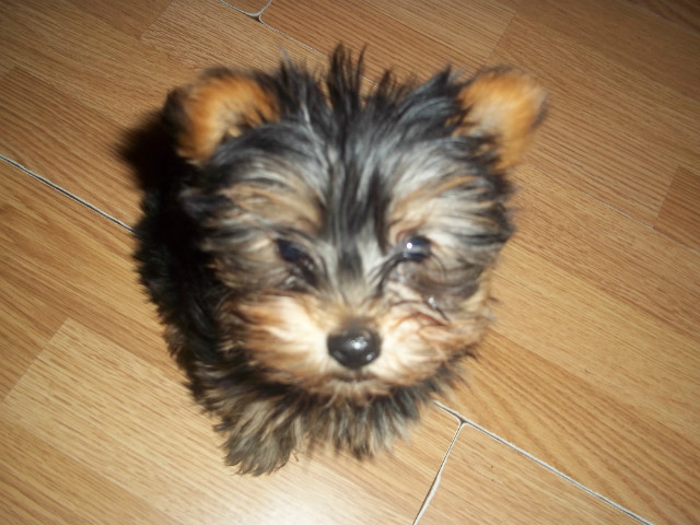 Soniaa 