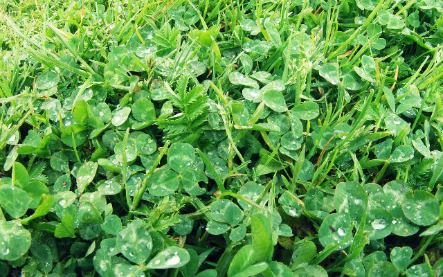 Zielone