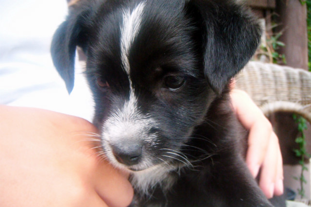 Puppy.