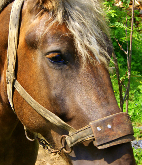Konik..