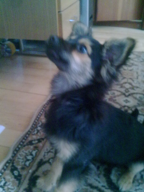 burbon ,, may "